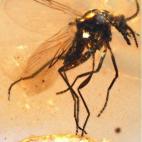 Lebanoculicoides: díptero, insecto del grupo de las moscas y mosquitos con el aparato bucal adaptado para alimentarse de sangre.