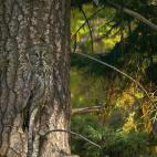 Un Gran Búho Gris colocado ante un árbol de colores similares que le permite camuflarse. En Oregón (Estados Unidos) Foto cortesía de Art Wolfe