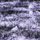 Un tipo de perdiz blanca, de las nieves, en Churchill (Manitoba, Canadá). Foto cortesía de Art Wolfe