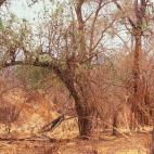 Una jirafa, verticalmente camuflada entre los colores de Transvaal (Sudáfrica) y justo donde hay un árbol. Foto cortesía de Art Wolfe