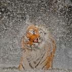 Busaba, tigre del Zoo Khao Kheow de Thailandia. 2012 National Geographic Photography Contest