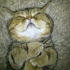 Arponera:Epi duerme siempre esbozando una sonrisa placentera y peligrosa... Puede llenarte de una sensación de felicidad adictiva y desear ser gato o gata.