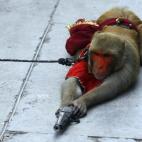 A pesar de estar prohibido los espectáculos con monos, las actuaciones callejeras con estos animales se continúan realizando por las calles de la India. Activistas del PETA consideran que estos espectáculos suponen una violación de la Protec...