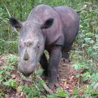 Copyright Save the Rhino International