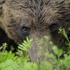 "Hace diez años, la mayoría de europeos que deseaban ver osos viajaban a Alaska. Ahora, pueden ir a Finlandia, Suecia o Rumania, donde las poblaciones de osos crecen a gran velocidad; los operadores de ecoturismo acompañan a los visitantes a ...
