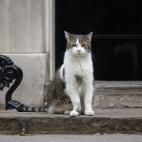 Vale, en esta no sale Johnson, pero esta es la cara del gato Larry (la mascota de Downing Street) el mismo día en que Boris dimitió
