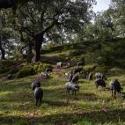 Cerdos campando libremente en las dehesas de Aracena (Huelva).