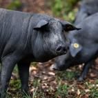 El cerdo ib&eacute;rico tiene piel oscura, casi negra, patas estrechas, hocico alargado, orejas hacia abajo y pezu&ntilde;as de color negro, de ah&iacute; que se les conozca como pata negra.