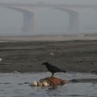 22 enero 2012 Un cuervo parado sobre el cadáver de un ser humano en el río Ganges en la ciudad india de Patna.