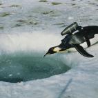 Un pingüino emperador con un sistema de cámara, diseñado por el biólogo marino y miembro de National Geographic Greg Marshall, para grabar imágenes para un documental.