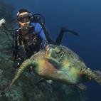 Enric Sala buceando con una tortuga.