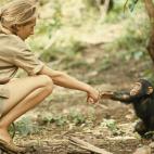 Un emotivo momento entre Jane Goodall (la primatóloga fue becada por National Geographic) y el joven chimpacé Flint, en una reserva en Tanzania.