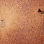 Julio de 2018. Fotograf&iacute;a de un solitario &aacute;rbol junto a un canal de agua afectado por la sequ&iacute;a en Nueva Gales del Sur (Australia)