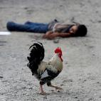 Septiembre de 2018. Un gallo pasa junto al cad&aacute;ver de un miembro de la banda Barrio-18 en Honduras.