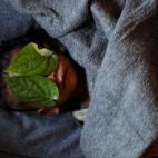 Diciembre de 2017. El cad&aacute;ver de un ni&ntilde;o de 11 meses, refugiado rohingya, es cubierto con dos hojas en Bangladesh.