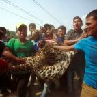 Abril de 2013. Un grupo de hombres carga el cuerpo de un leopardo al que mataron tras merodear por la ciudad de Katmand&uacute; (Nepal).