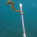 Fotograf&iacute;a de Justin Hofman que denuncia la suciedad de los oc&eacute;anos con un caballito de mar aferrado a un bastoncillo.