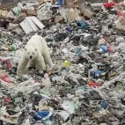 Oso Polar rebuscando comida en la basura vertida.