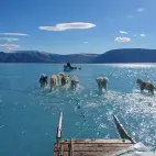 Perros tirando de un trineo sobre una capa de hielo derretida.