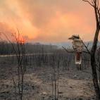 Imagen de un ave posado sobre una rama ante un paisaje desértico, devastado por las llamas.