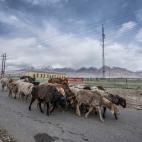 Un pastor uigur, caminando por Tashkurgan