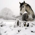Un caballo en una parcela de la localidad ourensana de Casardansola, que ha amanecido de blanco.
