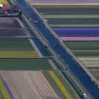 Campos de tulipanes, desde un avión sobrevolando Keukenhof (Holanda).
(AP Photo/Peter Dejong)
