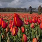 Granjas de tulipanes cerca de Noordwijkerhout, al oeste de Holanda
 (AP Photo/Peter Dejong)