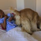 Paola ríe junto Lancelot, quien camina en su cama de hospital en Quito, Ecuador. La dueña del can dice que sus perros visitan el centro cada miércoles para animar a los niños pacientes de cáncer. (AP Photo/Dolores Ochoa)