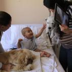 Pablo acaricia a Juci, mientras Lancelot está recostado en su cama (a la izquierda), durante la visita semanal de ambos perros a niños pacientes de cáncer en un hospital en Quito, Ecuador, en donde traen alegría a los pequeños. (AP Photo...