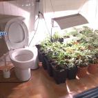 En enero de 2013, la policía desmanteló un invernadero con 1.000 plantas de marihuana en un piso en Madrid.