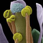 La 'Arabidopsis thaliana' fue la primera planta de la que se obtuvo su genoma completo y es la base de muchas investigaciones de bot&aacute;nica. Aqu&iacute; se observan con todo detalle sus &oacute;rganos masculinos o estambres (coronados en ve...