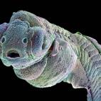Usando un microscopio electrónico de barrido, investigadores obtuvieron esta imagen de un embrión de pez cebra de sólo cuatro días. Este pez de aguas tropicales es habitual de los laboratorio para estudiar la neurodegeneración en los verteb...