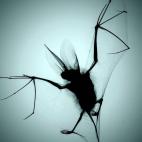 Propio de los cielos europeos, el murciélago orejudo dorado de la imagen desvela todos sus secretos gracias a una proyección de rayos X. La imagen es de Chris Thorn, un experto en radiología que busca convertirla en arte.
