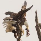 Foto: Águilas en el lago Reelfoot, Tennessee (Estados Unidos) Fotógrafo: Don Holland Categoría: Naturaleza