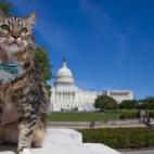El gato Hank se convirtió en uno de los felinos más famosos de la red en 2012, cuando se presentó como candidato independiente para las elecciones al Senado estadounidense en Virginia. Su campaña tuvo tanto éxito que quedó en tercer lugar ...
