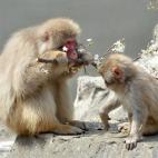 En zoo de Ueno en Tokio ha incorporado al hábitat de los macacos un árbol de cerezo. Sus brotes y flores son su comida favorita, según indica el pie de foto de esta imagen de AFP.