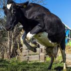En Westzaan (Holanda). La foto es del 20 de marzo. Nada más salir, la vaca corría y brincaba en el prado de su granja, según explica el pie de foto de AFP