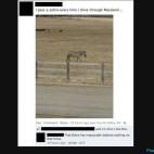 Lo curioso te lo explican en los comentarios: ¡Qué equilibrio tiene la cebra para caminar sobre la valla!
