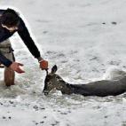 Varias historias como esta han sido virales este año: echarse al mar para rescatar a un animal. Es un gesto que emociona a muchos. Esta imagen se tomó en Monmouth Beach, Nueva Jersey, antes de la llegada del huracán Sandy.