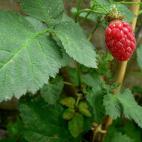 "Morambuesa" no es su nombre, pero le va que ni pintado. La baya tayberry es fruto del cruce entre la zarzamora y la frambuesa. La hibridación se realizó por primera vez en 1881. Con alto contenido de pectina, se utiliza principalmente para la...