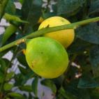 El Limequat es el resultado de un cruce entre el limón y el kumquat o naranja china. El resultado es un fruto pequeño, redondo, verde y amarillo cuando está maduro, que se come como un kumquat, disfrutando el exterior dulce, sin pelar. La pul...
