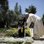 El papa Francisco y el presidente de Israel, Shimon Peres, plantan un olivo tras su encuentro en la residencia del político en Jerusalén.