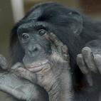 Los bonobos o chimpancés pigmeos de este zoo acaban de ser trasladados a un espacio al aire libre. En libertad viven en el Congo, en África.