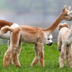 Las alpacas son esquiladas en primavera para que pasen menos calor en los meses de verano y, también, para vender su lana.