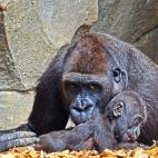 Ebo, el primer gorila nacido en Bioparc Valencia, ha cumplido este viernes seis meses. En este vídeo puedes ver más imágenes del pequeño gorila. "Ebo representa un símbolo de la lucha por la conservación de su especie, puesto que su nombre...