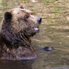 En el bosque Baerenwald Mueritz, creado en 2006 para acoger a osos rescatados en malas condiciones. En la actualidad viven allí 10 ejemplares en un área de 50.000 metros cuadrados.