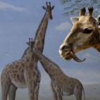 En el zoo de Johannesburgo (Sudáfrica). La jirafa es el animal terrestre más alto con una altura media de 5 metros y con un peso medio de 1.500 kg