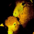Ha sido una de las noticias de la semana: científicos uruguayos anunciado la producción de corderos que brillan cuando se les ilumina bajo luz ultravioleta.