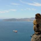 Los monos del Pe&ntilde;&oacute;n, icono de Gibraltar.